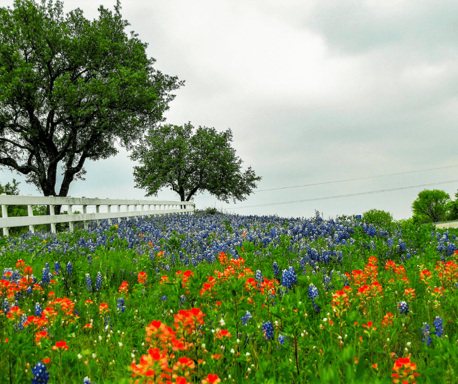 Image of bluebonnets and indian paintbrushes taken in the texas hill country during texas wildflower season