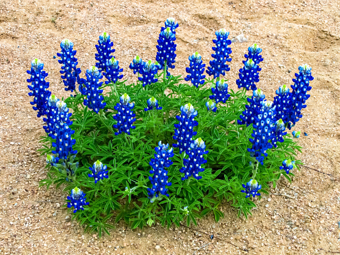 Image of bluebonnets in Texas in the sand at our family friendly Texas lake resort.